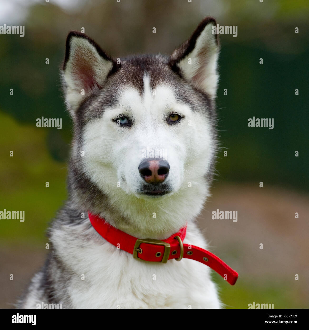 Siberian Husky, Hund Stockfoto