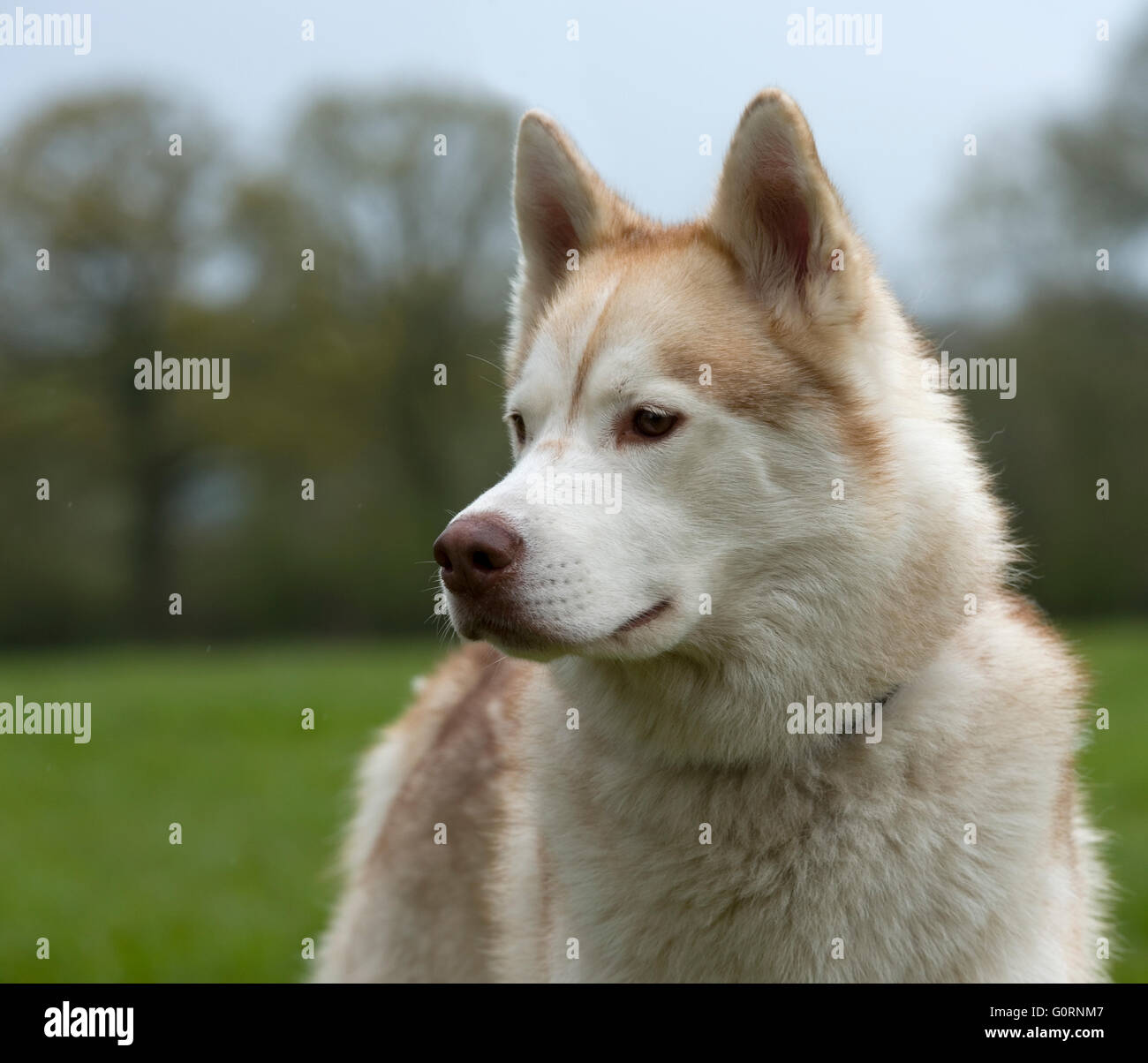 Siberian Husky Hund Stockfoto