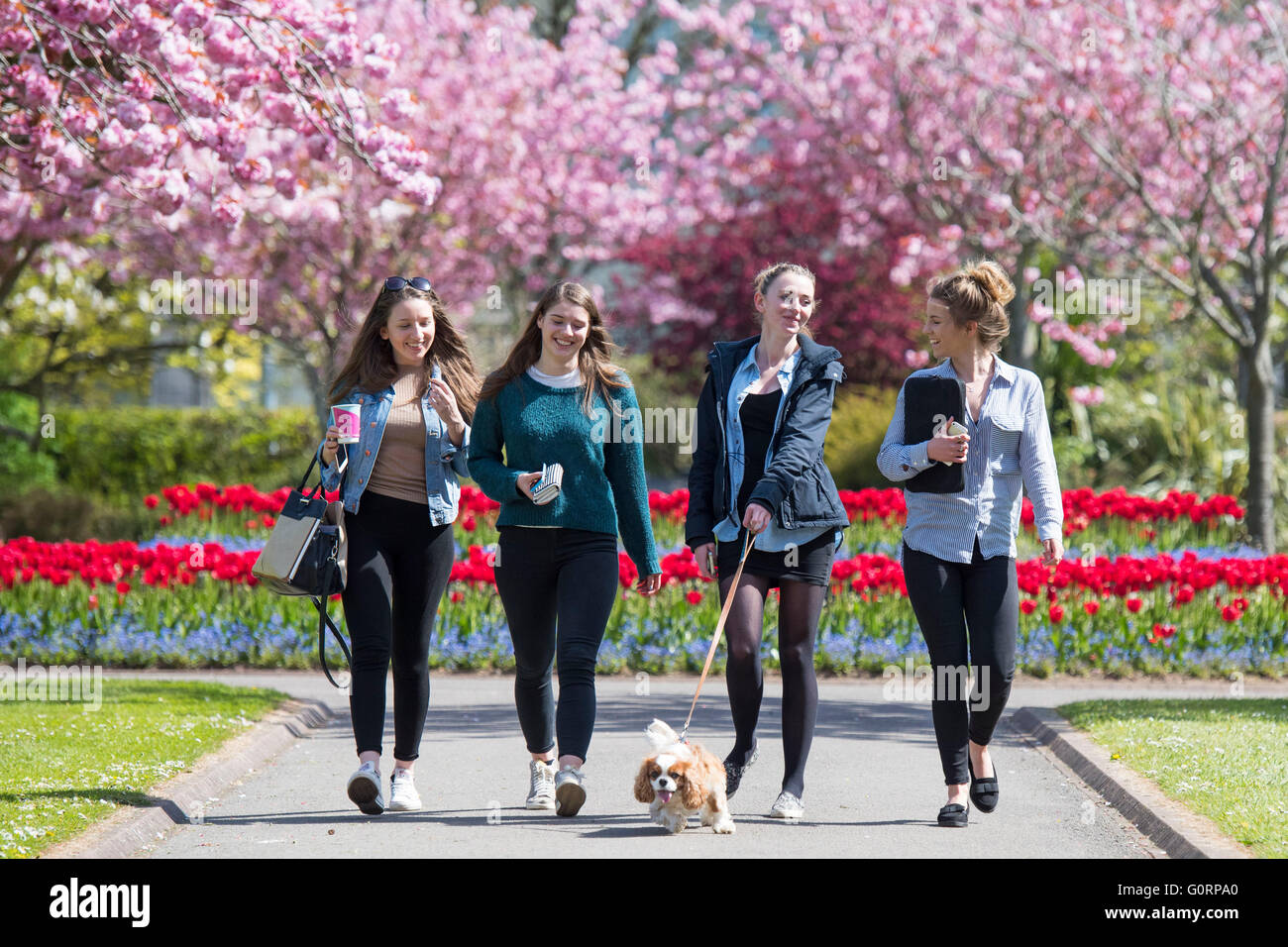 Cardiff University Studenten gehen bei feinen Frühling Sommerwetter in Cardiff, Südwales einen Hund in der Nähe von Rosa blühenden Bäumen. Stockfoto