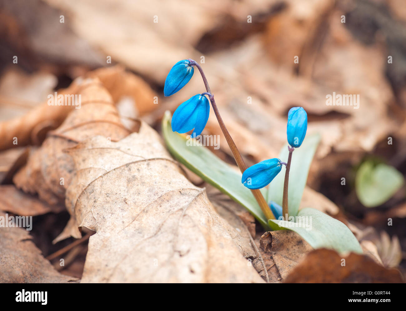 Schöne Glockenblumen im Frühlingswald. Natur-Hintergrund Stockfoto