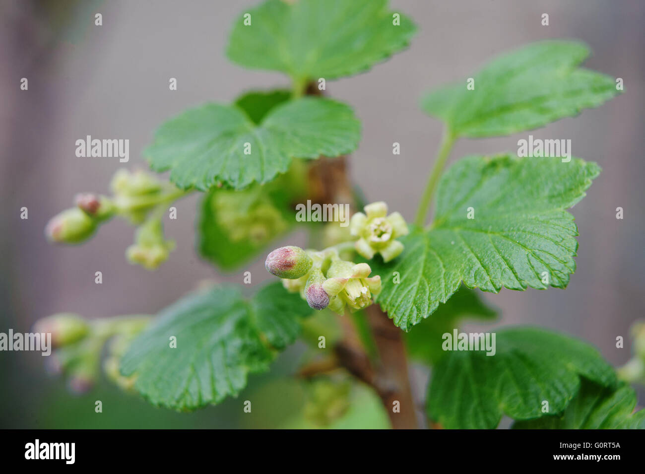 Frühlingsblumen im Garten Stockfoto