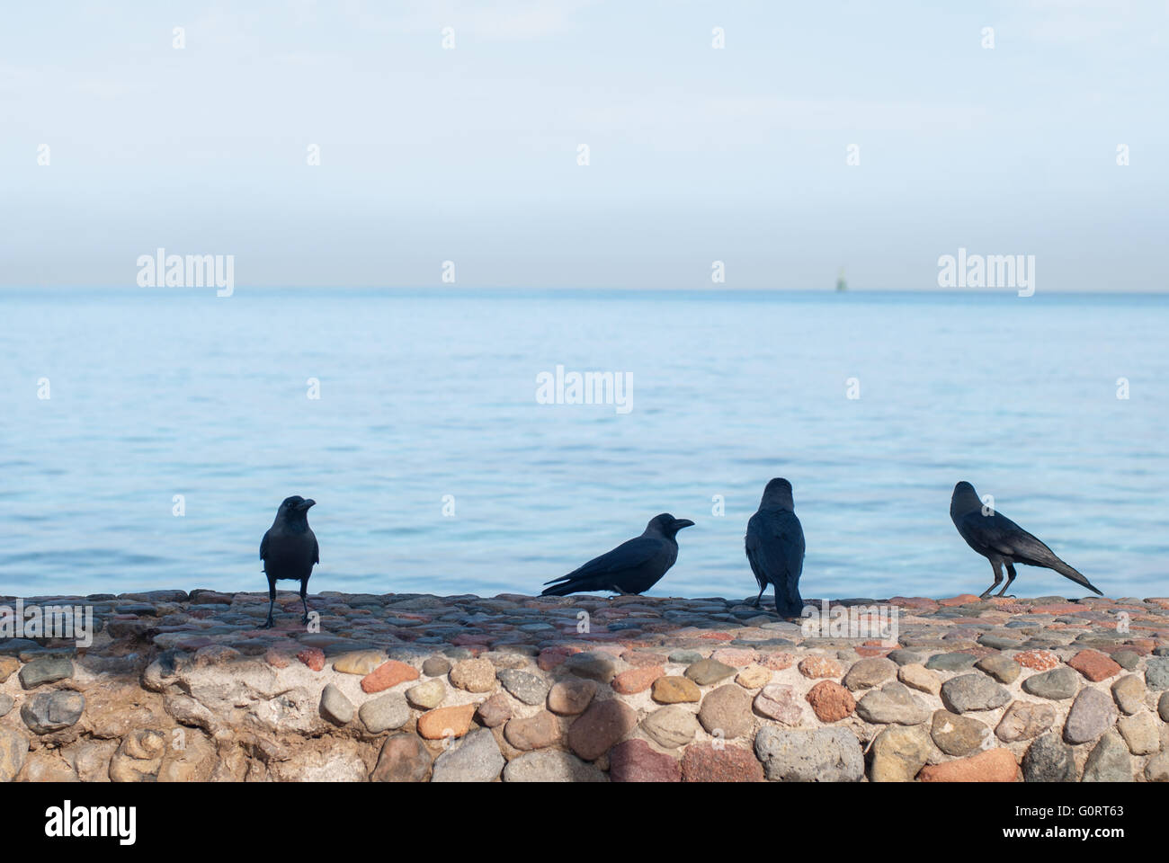Schwarze Krähen stehen auf der Steinmauer Suche nach Nahrung auf einem unscharfen Hintergrund des Meeres Stockfoto