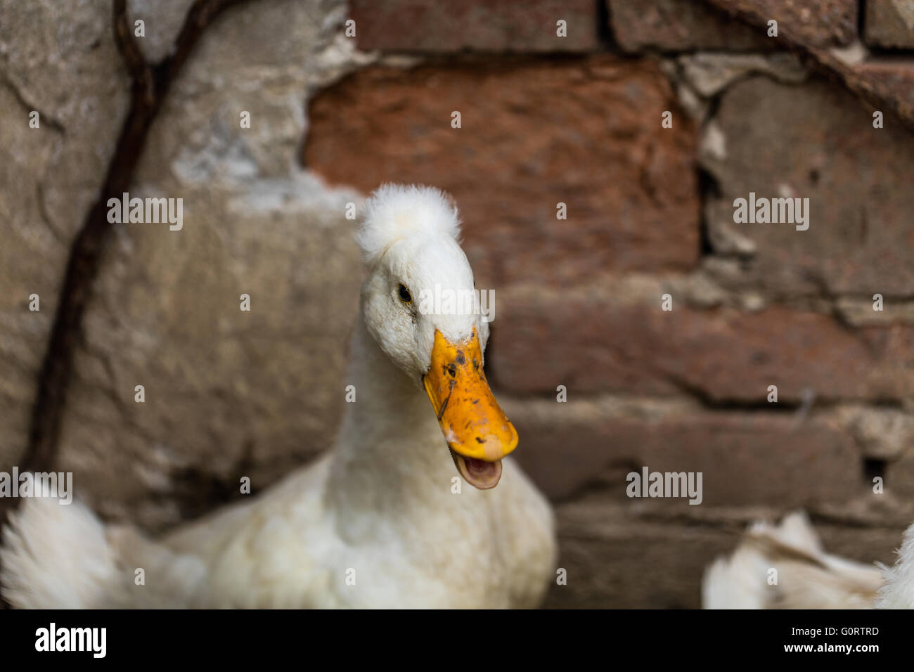 Hausenten White Crested, Stockfoto