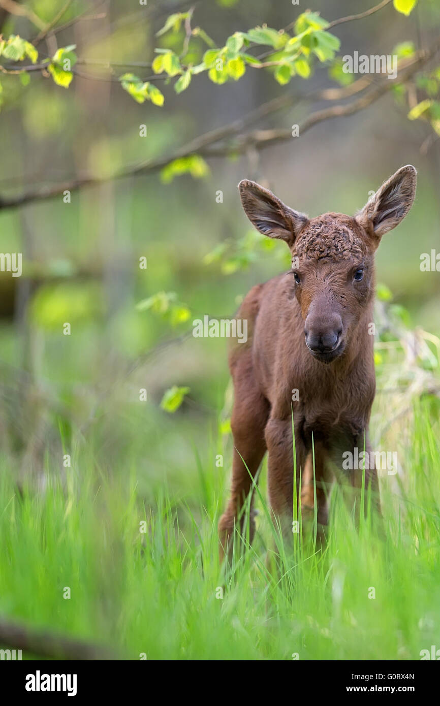 Junge Elche im Wald in der Wildnis Stockfoto