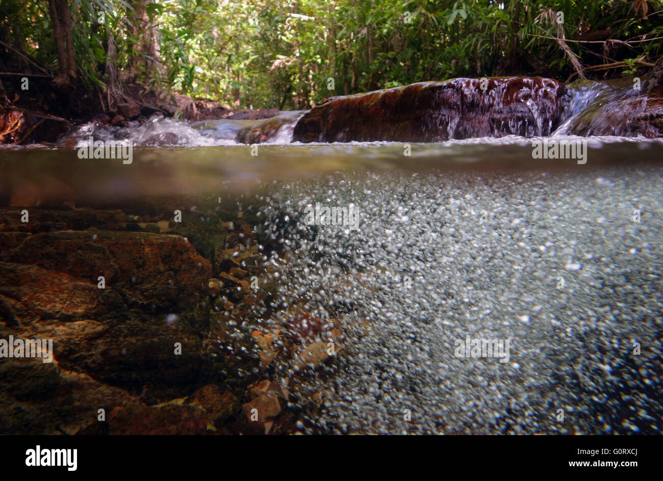 Dem Wald und Bach, Shady Creek in der Nähe von Florence Falls, Litchfield Nationalpark, Northern Territory, Australien Stockfoto