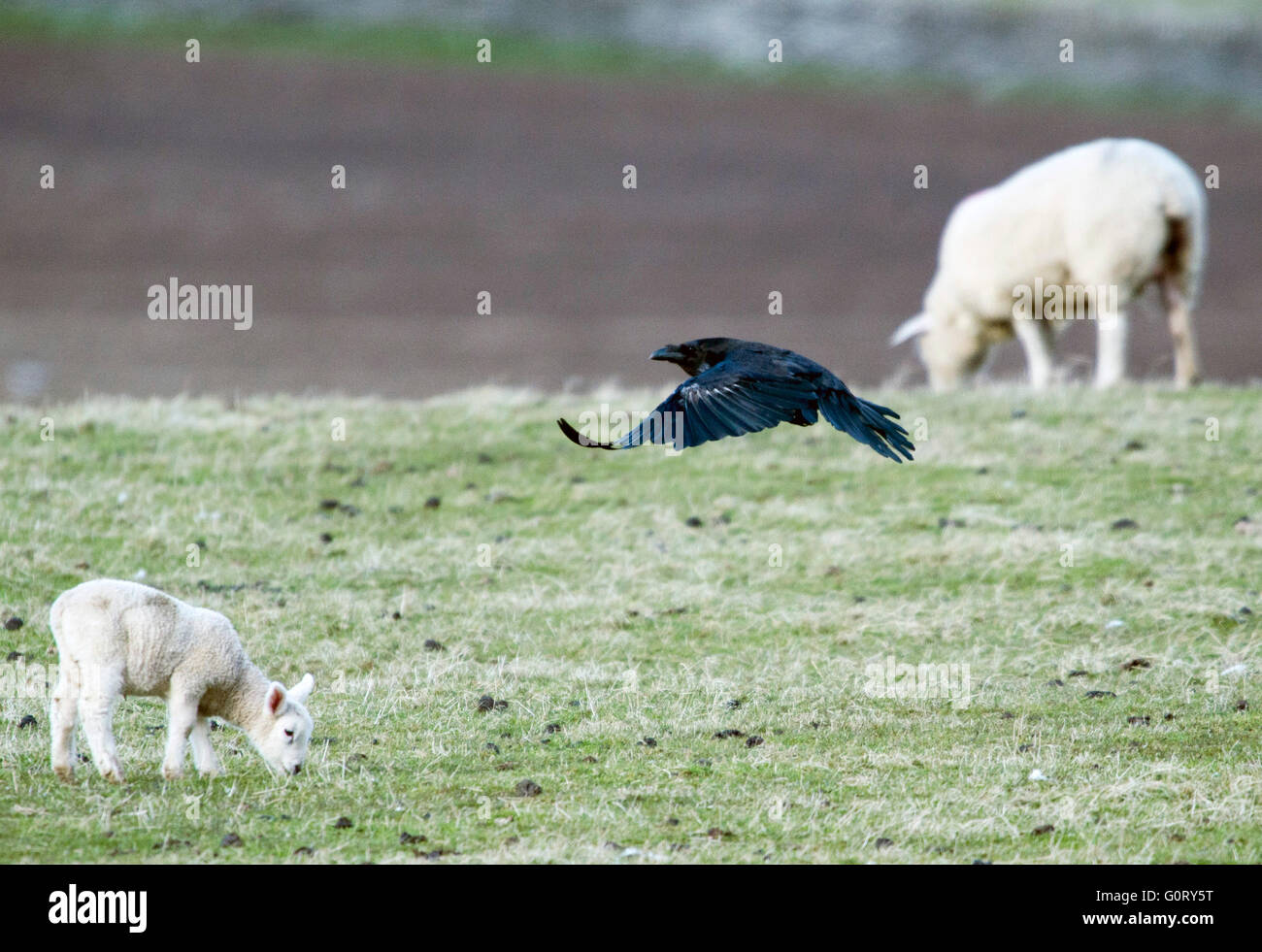 28.04.2016, den nördlichen Raben gefüttert;  in einem Lämmer Feld im Bereich Caithness, Schottland, Vereinigtes Königreich. Stockfoto