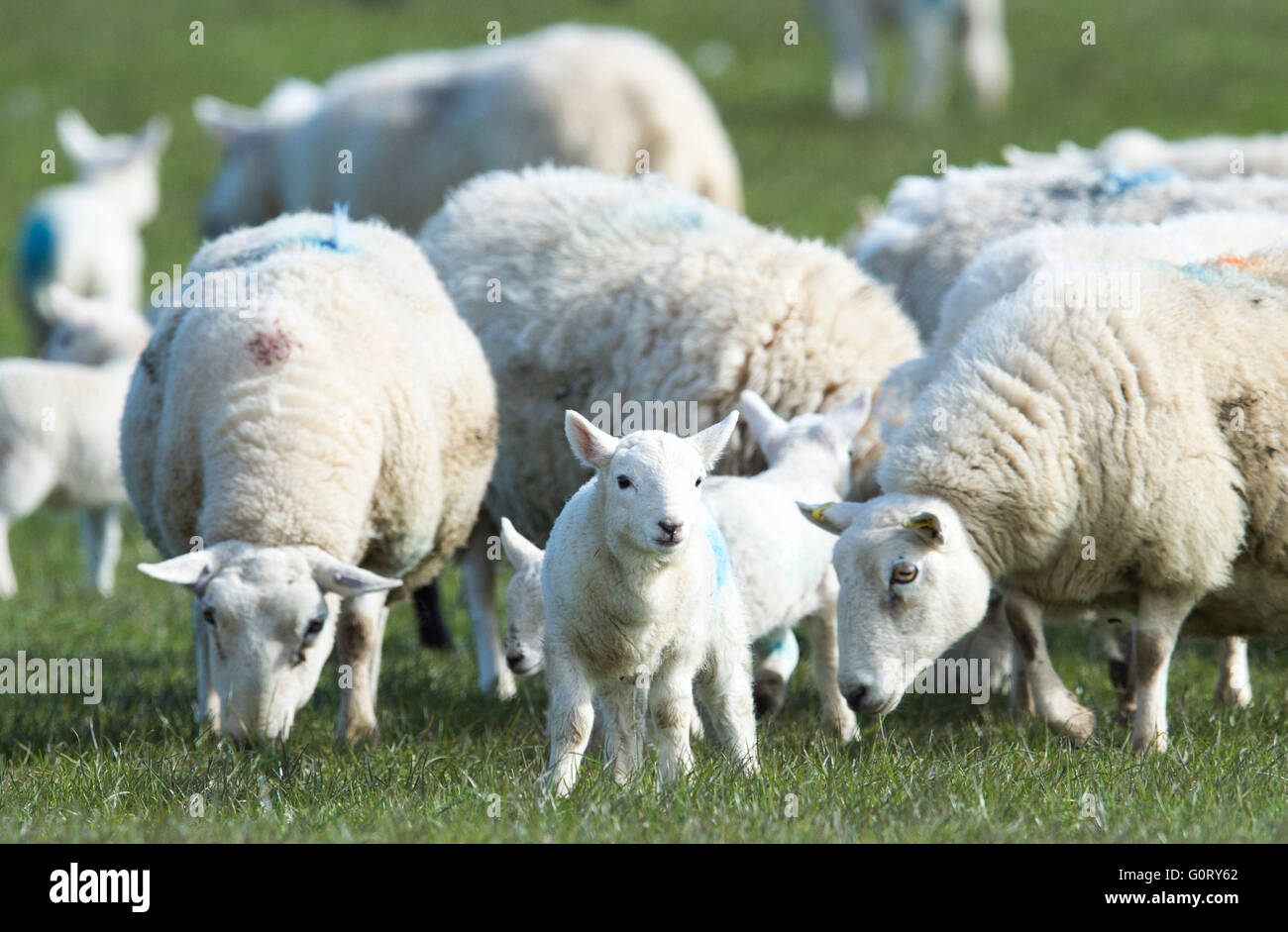 27.04.2016, Schafe und Lämmer Weiden in einem Feld bei Kirkhill Farm, Caithness, Schottland. Stockfoto