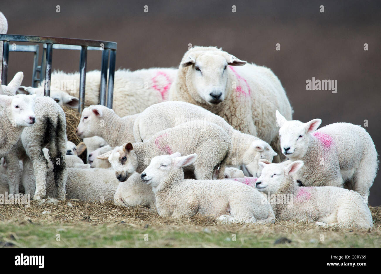 27.04.2016, drängen sich Schafe und Lämmer zusammen um auf der Framside Farm, Caithness, Schottland warm zu halten. Stockfoto