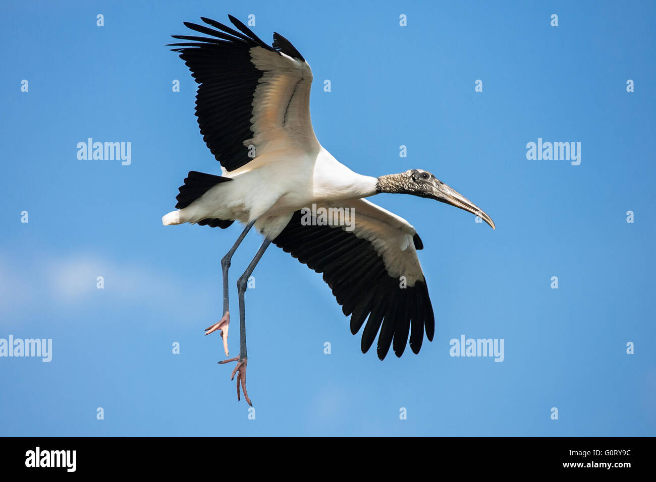 Ein Holz-Storch zur Landung herein. Stockfoto