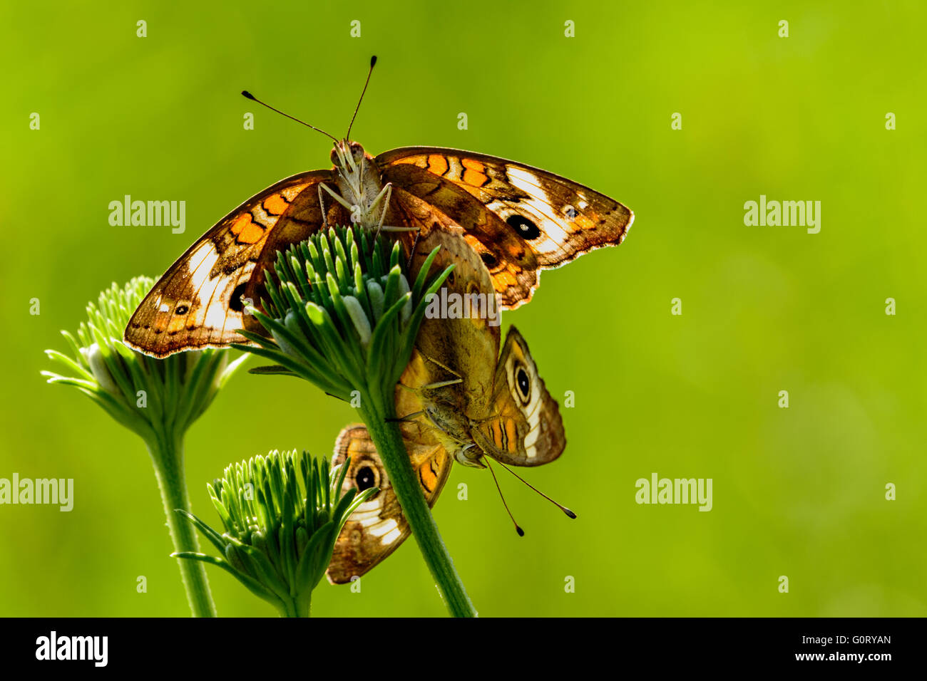 Buckeye Schmetterling (Iunonia Coenia) Paarung. Sonnenlicht durch Flügel, so dass sie fast Glühen Stockfoto