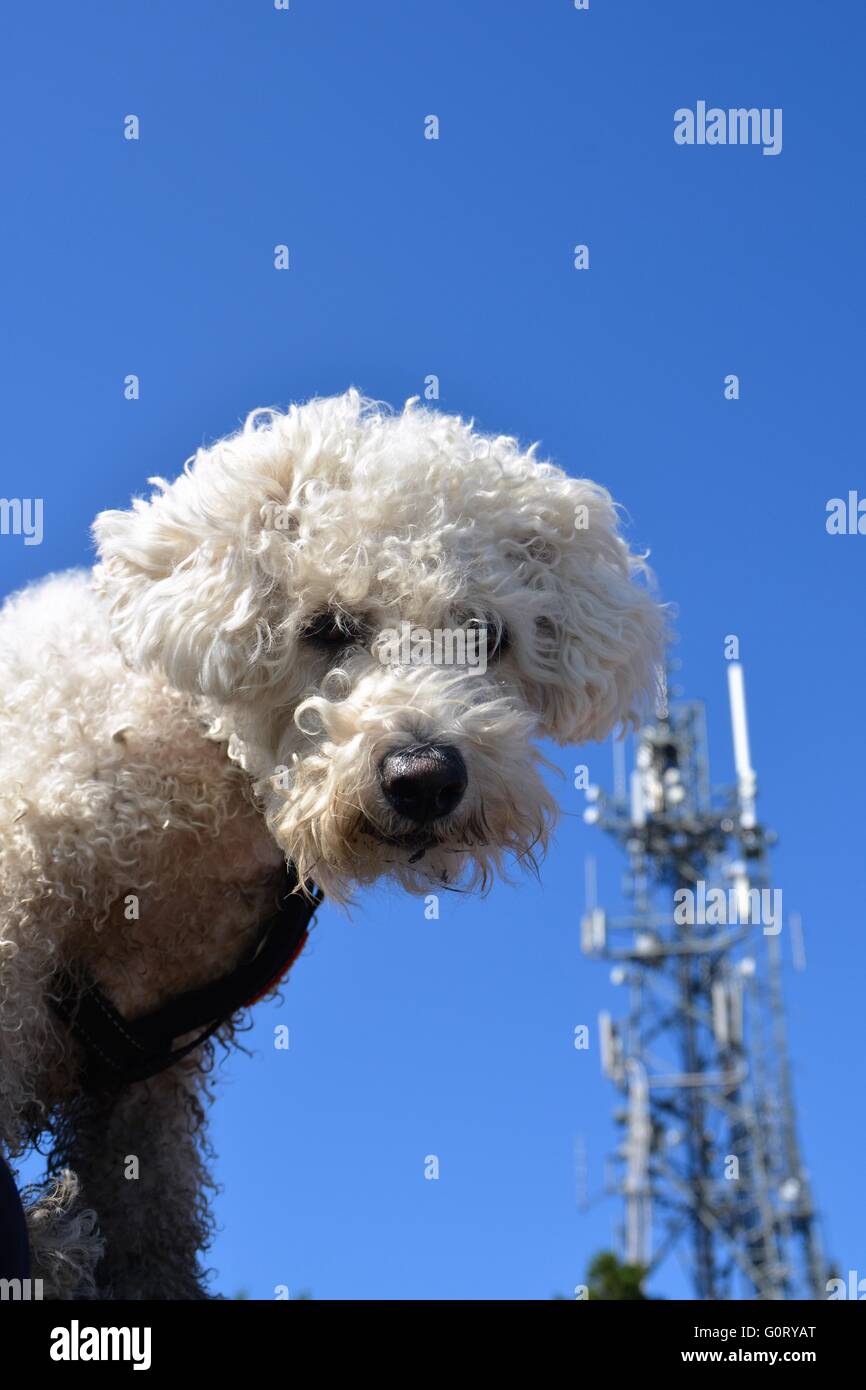 Hund an einem Sender Stockfoto