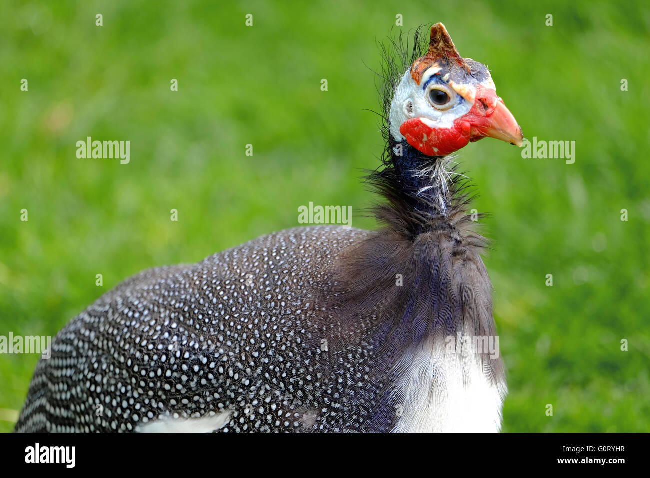 Wildgeflugel Stockfotos Und Bilder Kaufen Alamy