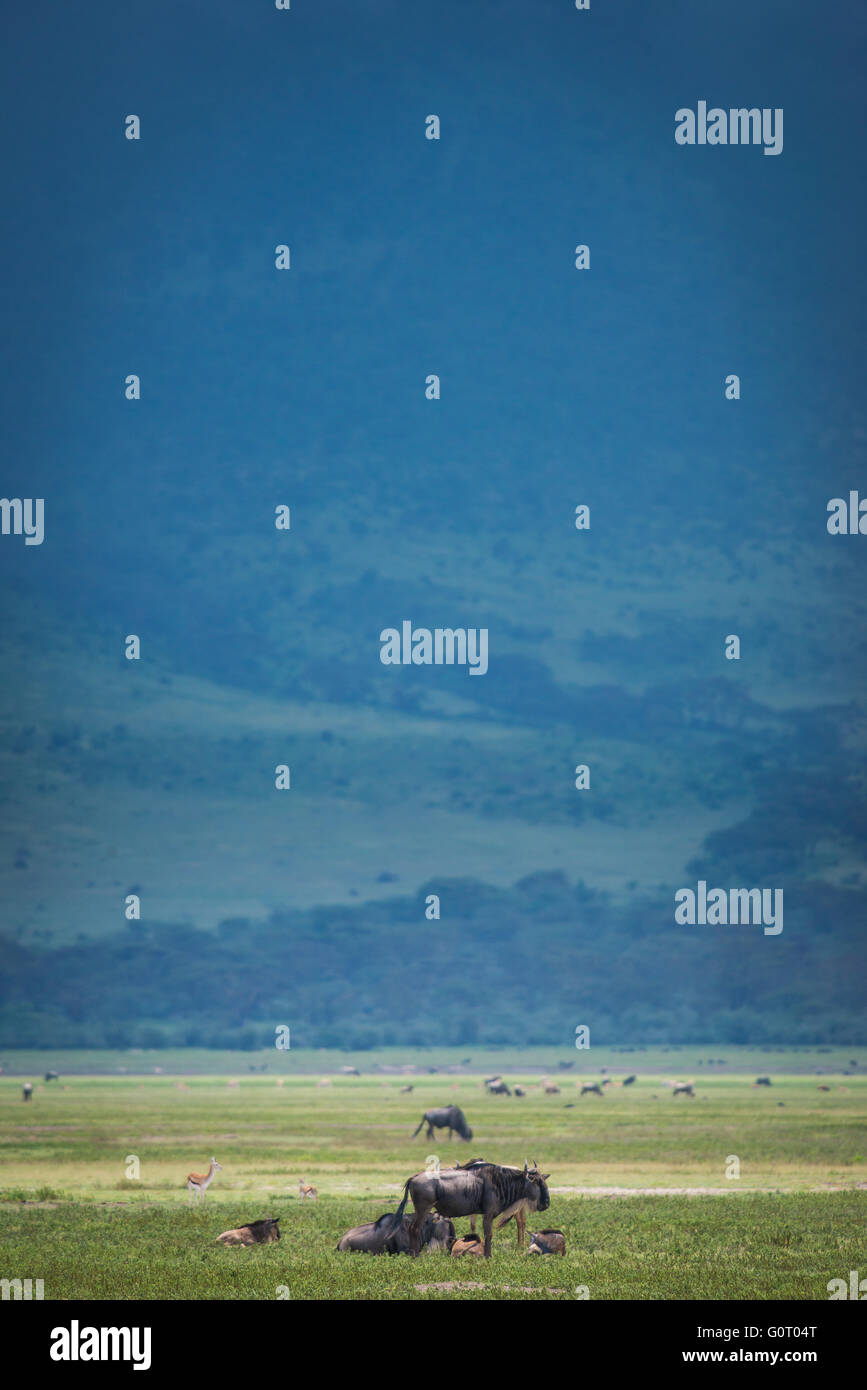 Wilden Gnus und andere afrikanische Tiere auf den Ebenen von Ngorongoro Crater in Tansania, Ostafrika Stockfoto