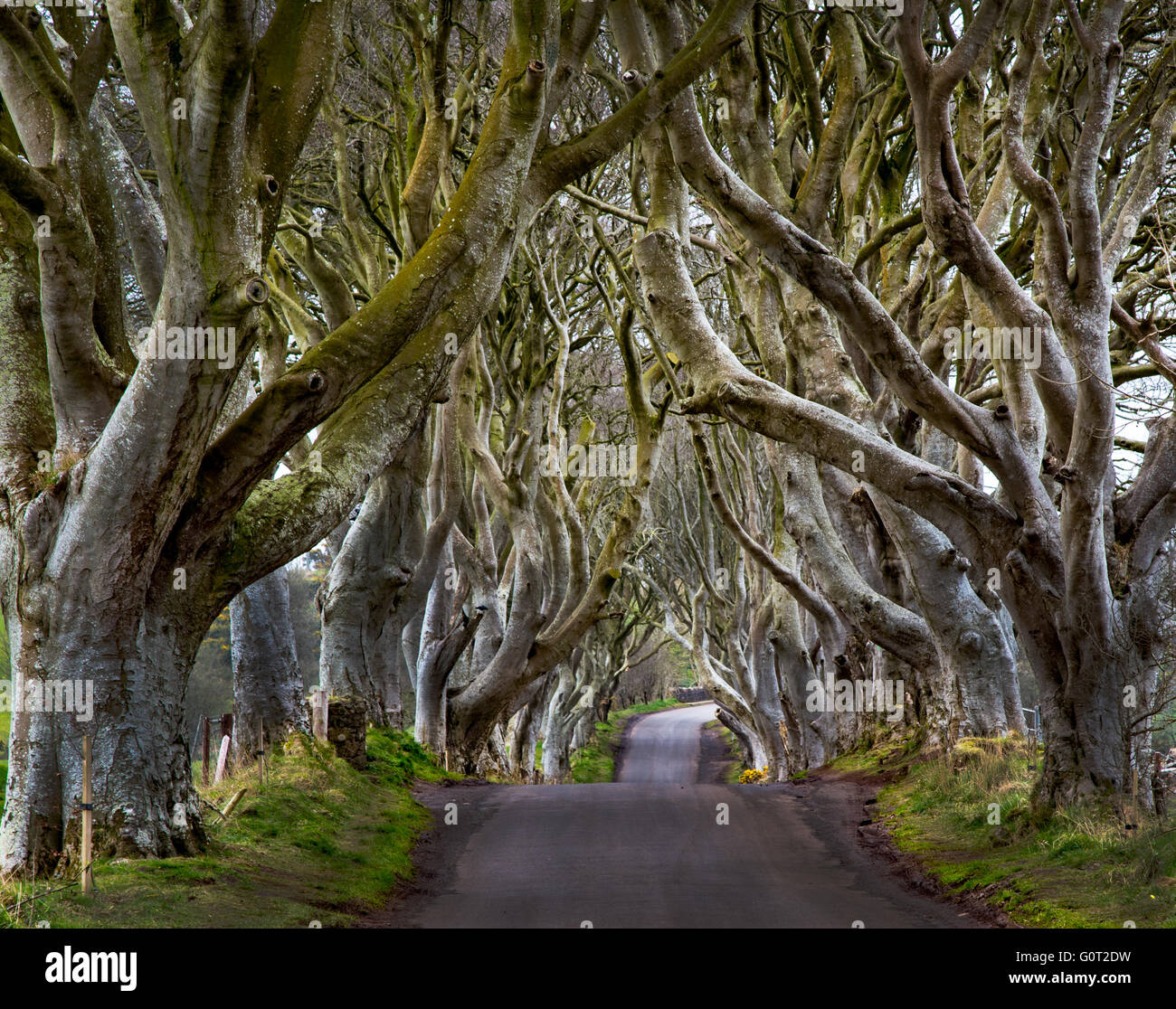 Die dunklen Hecken in der Nähe von Ballymoney, Co. Antrim, Nordirland.  Featured in der Game of Thrones als der Kings Road. Stockfoto