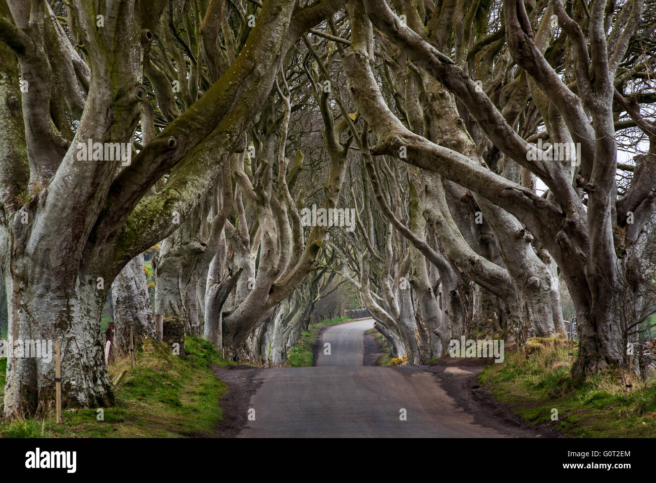 Die dunklen Hecken in der Nähe von Ballymoney, Co. Antrim, Nordirland.  Featured in der Game of Thrones als der Kings Road. Stockfoto