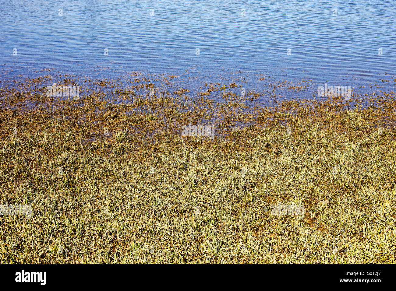 Vor kurzem überflutet Rasen durch Akkumulation See. Stockfoto