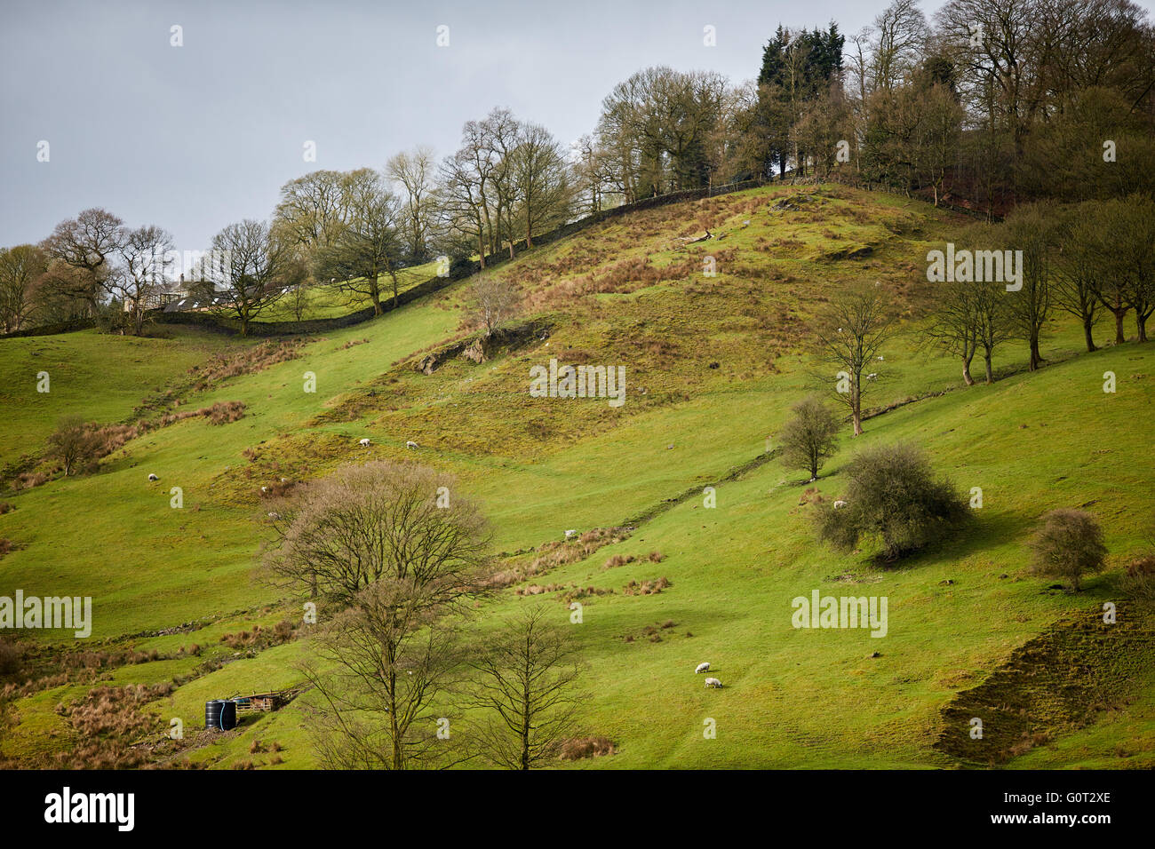 Whalley ein großes Dorf in Ribble Valley an den Ufern des Flusses Calder in Lancashire.  Bauernhof Weideland in der Calder Vally Stockfoto