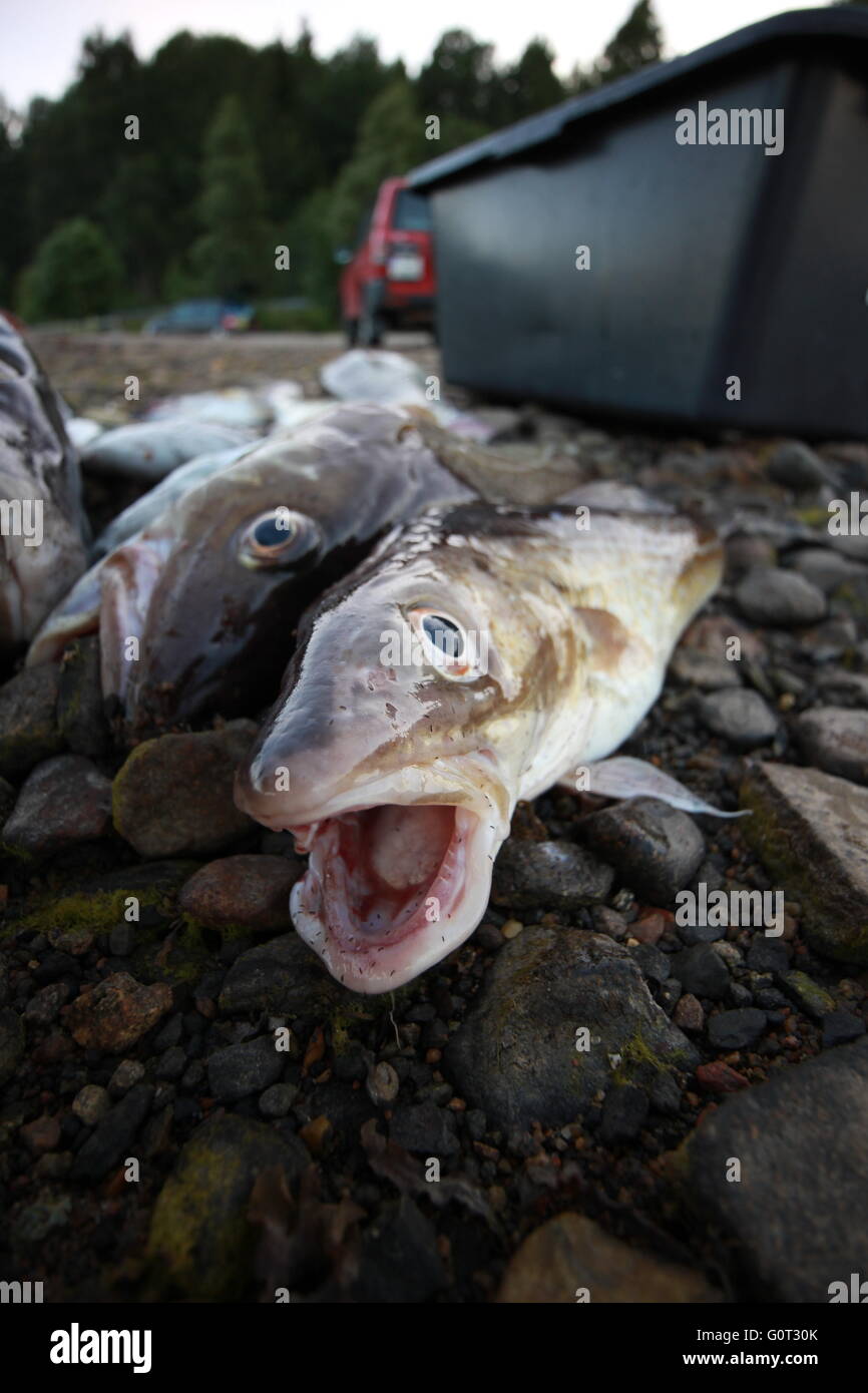 Tote Fische klaffende offene Mund an der Kamera Stockfoto