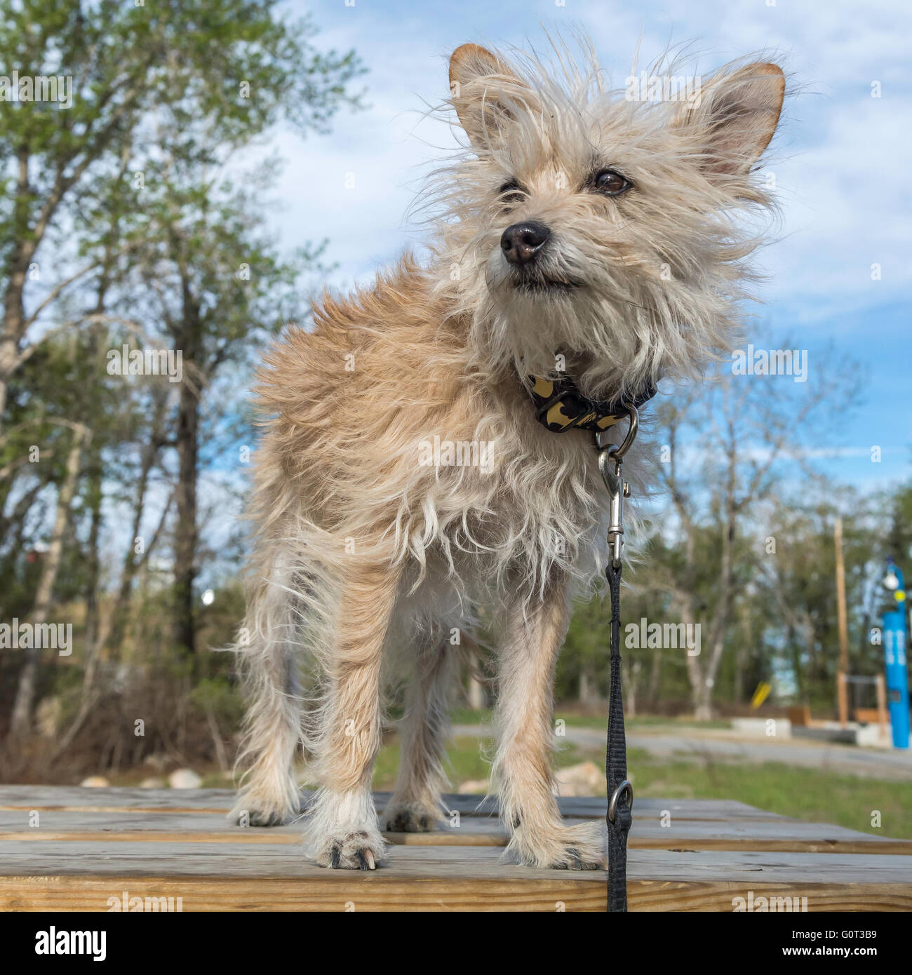 Cute Long Haired Chihuahua Cairn Terrier Mix