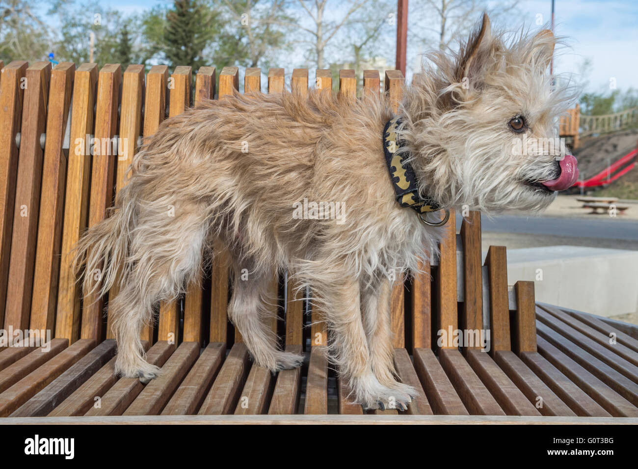 Kleine weiße Hund, Porträt, Chihuahua-Pudel-Schnauzer-Mix, Mischling Stockfoto