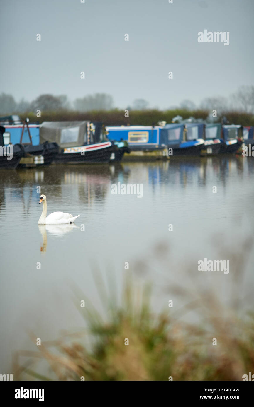 Overwater Marina, Coole Spur, Newhall, Nantwich, Cheshire Wasserstraße trüben nassen Tag Wetter grau grau Schwan in Wasserleitungen der einzelnen Stockfoto