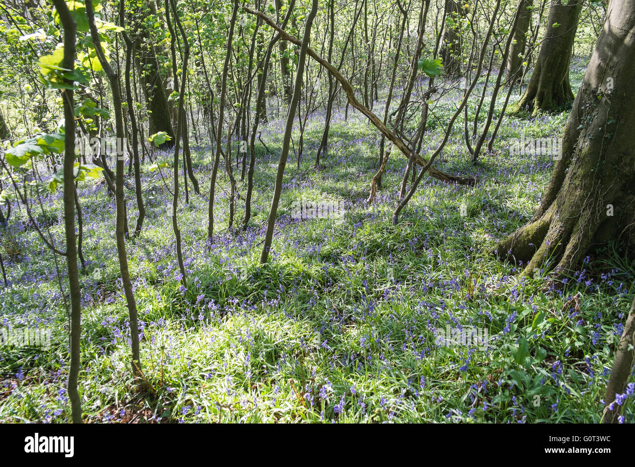 Kidwelly, Carmarthenshire, Wales, UK. 2. Mai 2016. Glockenblumen in voller Blüte an einem sonnigen Feiertag Montag. Im Wald. Stockfoto