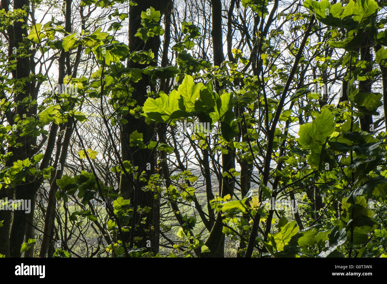 Kidwelly, Carmarthenshire, Wales, UK. 2. Mai 2016. Grüne Blätter an einem sonnigen Feiertag Montag. Im Wald. Stockfoto