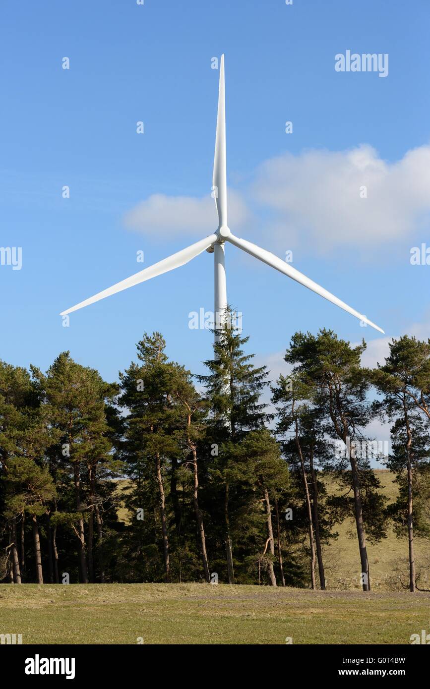 Klingen von einer Stromerzeugung Windturbine sichtbar oberhalb der Baumgrenze bei Whitelee, Scotland, UK Stockfoto