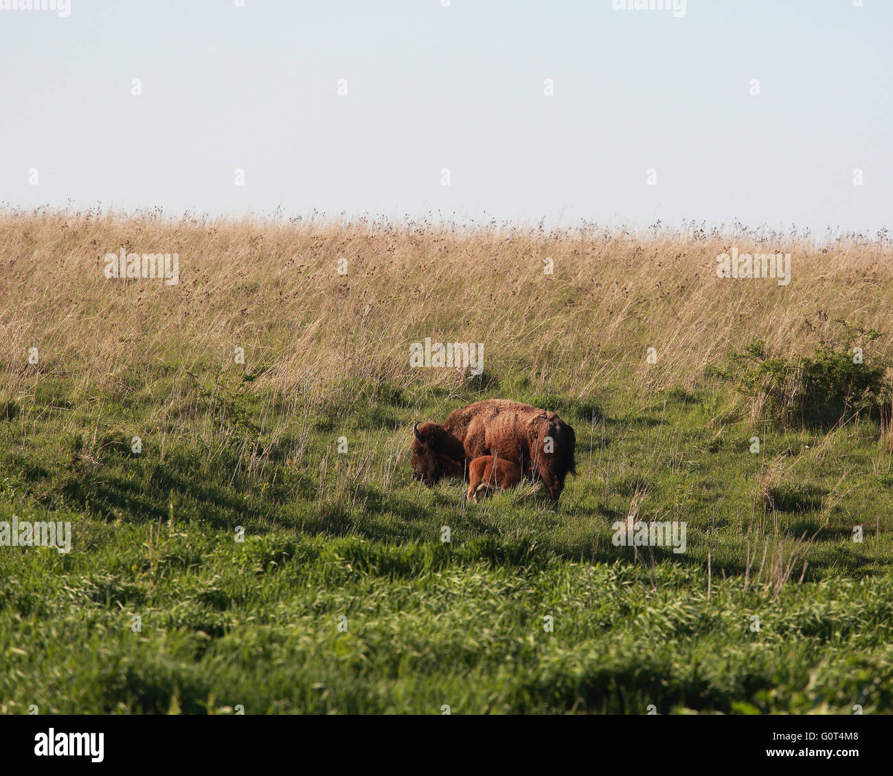 Eine Bison Kuh steht ruhig in einem Feld stillen ihr Baby-Kalb Stockfoto