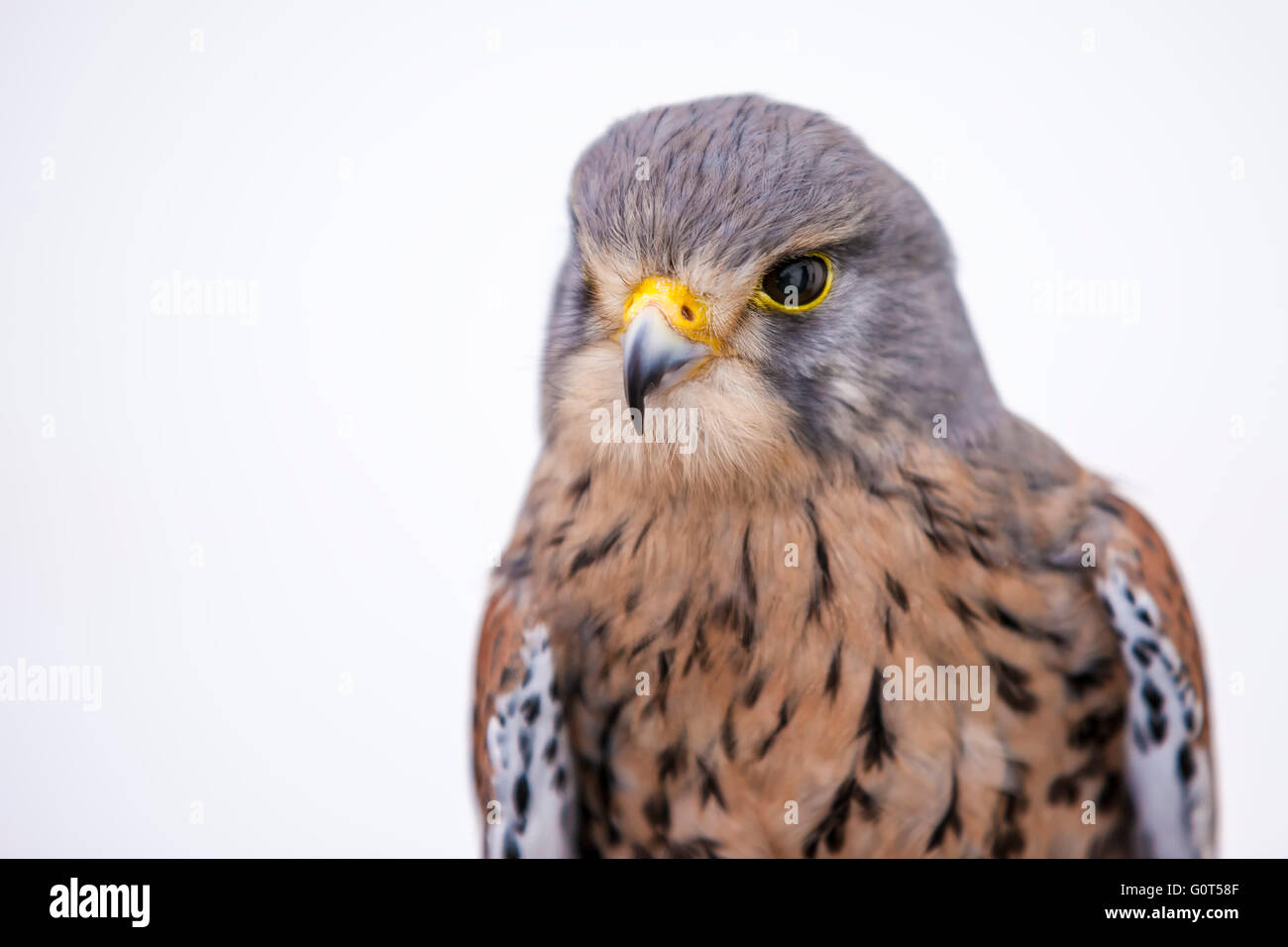 Mael. Turmfalke. Falco Tinnunculus (Falconidae) Stockfoto