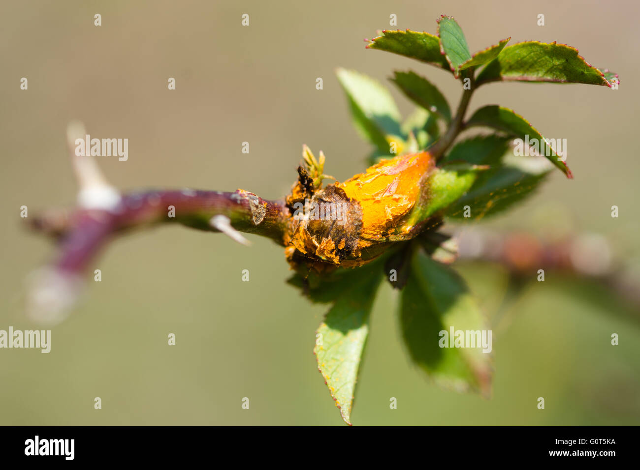Rose Rostpilz (Phragmidium Mucronatum). Gemeinsame Anlage Erreger deutlich als helle orangefarbene Pusteln auf angehende Stiel der Hundsrose Stockfoto