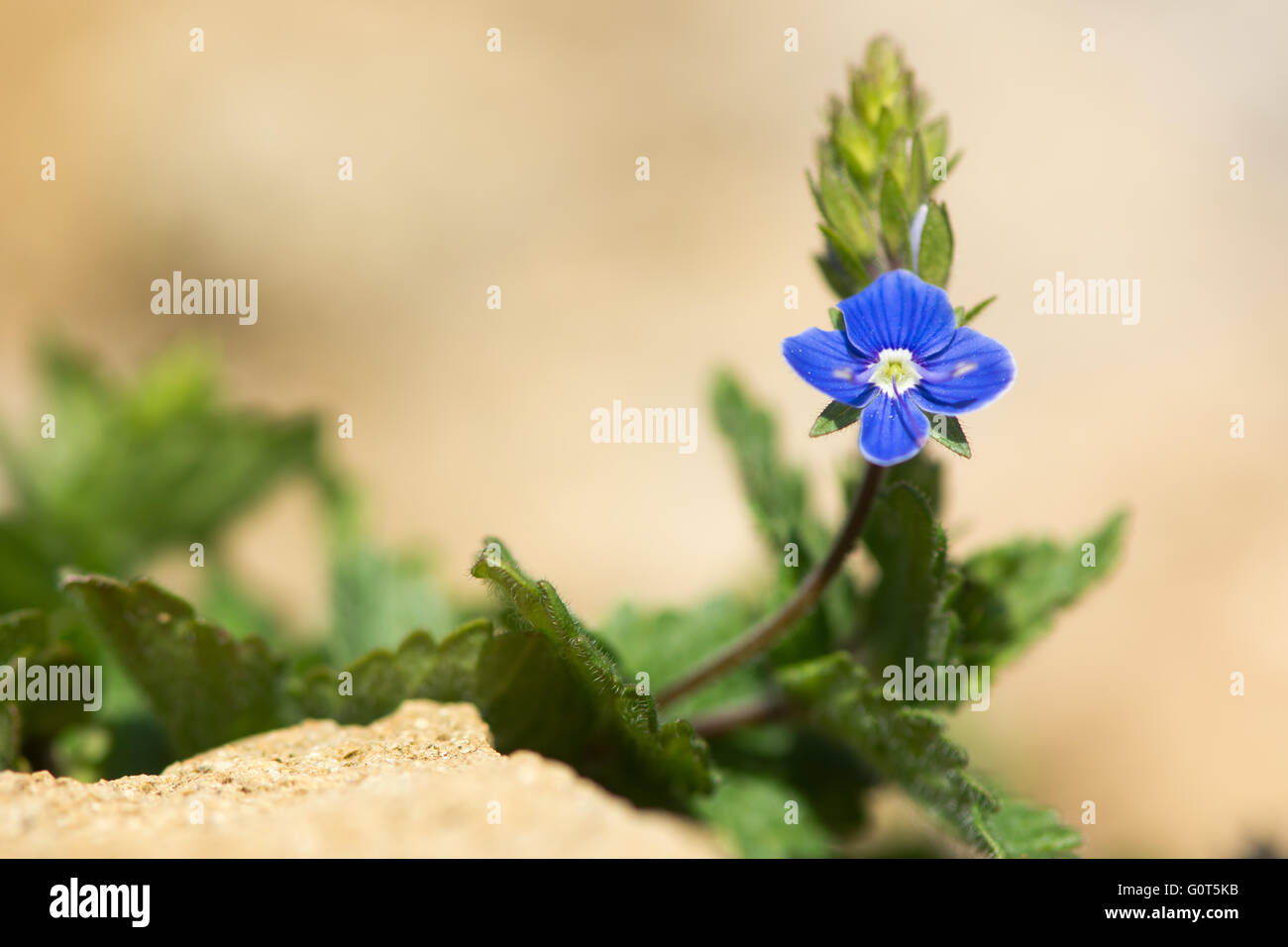 Blaue Blume der zarten Stauden mehrjährige Pflanze in der Familie der Wegerich (Wegerichgewächse) Stockfoto
