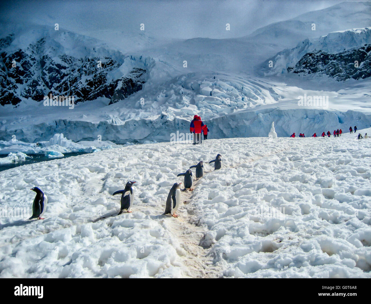 Wandern mit Adele Pinguine in der Antarktis Stockfoto