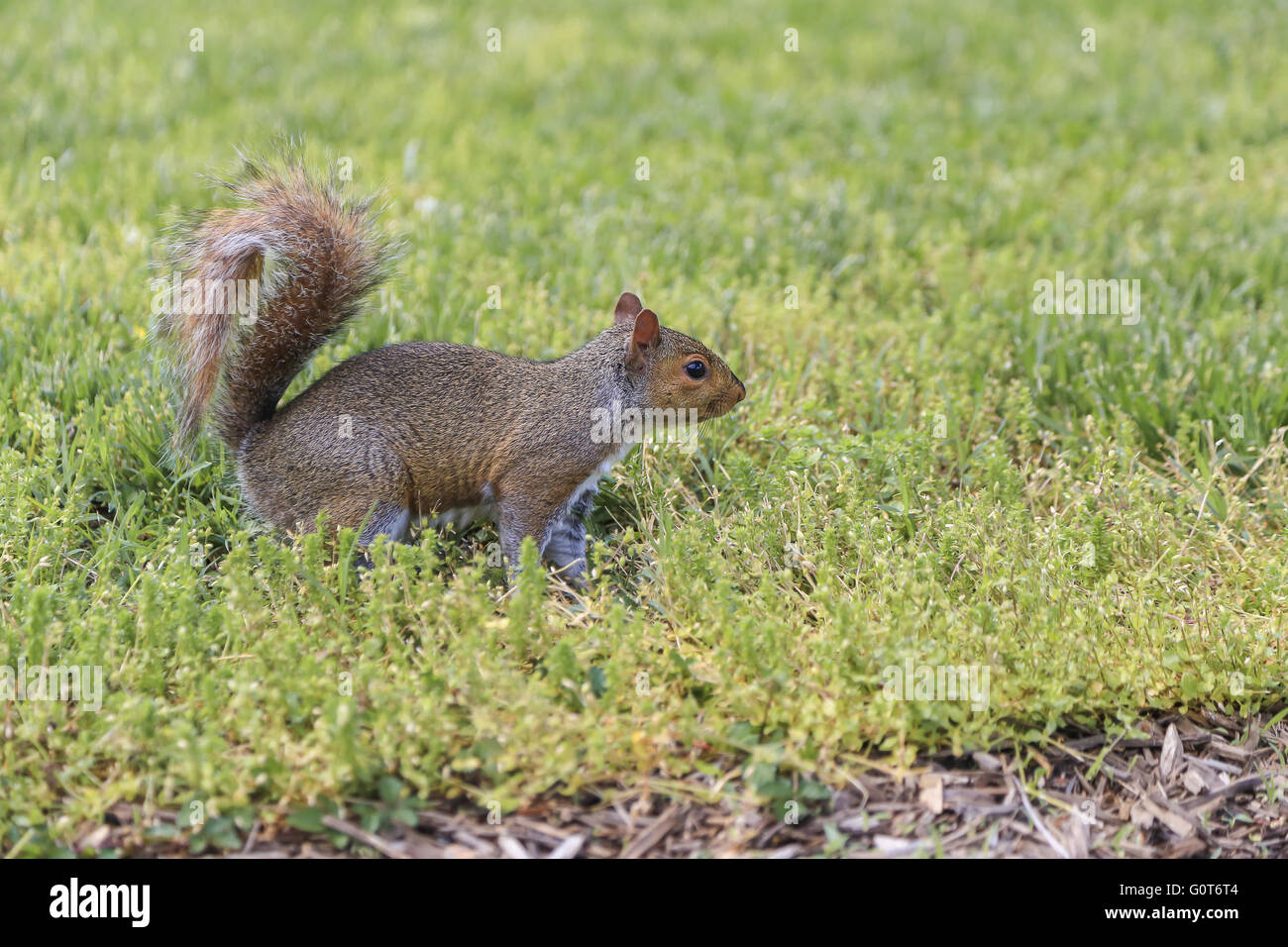 Braune Eichhörnchen Stand auf dem grünen Rasen mit Raum und seine buschige Rute oben in der Luft Stockfoto