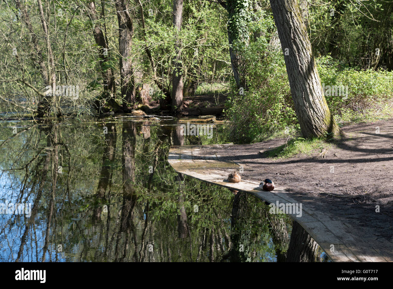 Paar Enten ruhen auf Seeseite an warmen sonnigen Frühlingstag in Milton Park Cambridge England Stockfoto