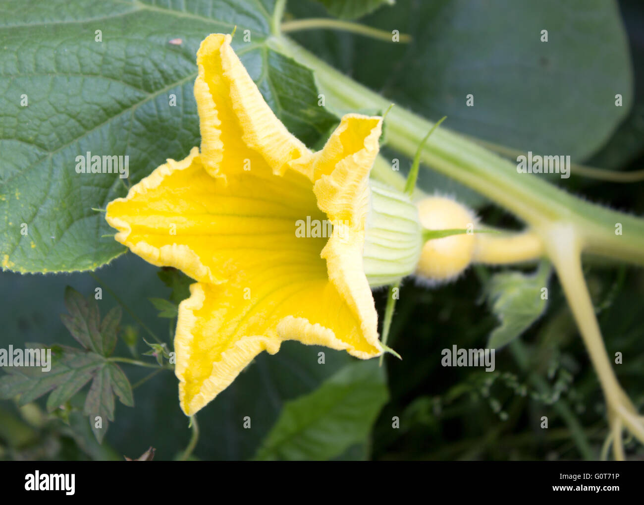 Kürbis-Blume auf die grünen Blätter Hintergrund weichzeichnen Stockfoto