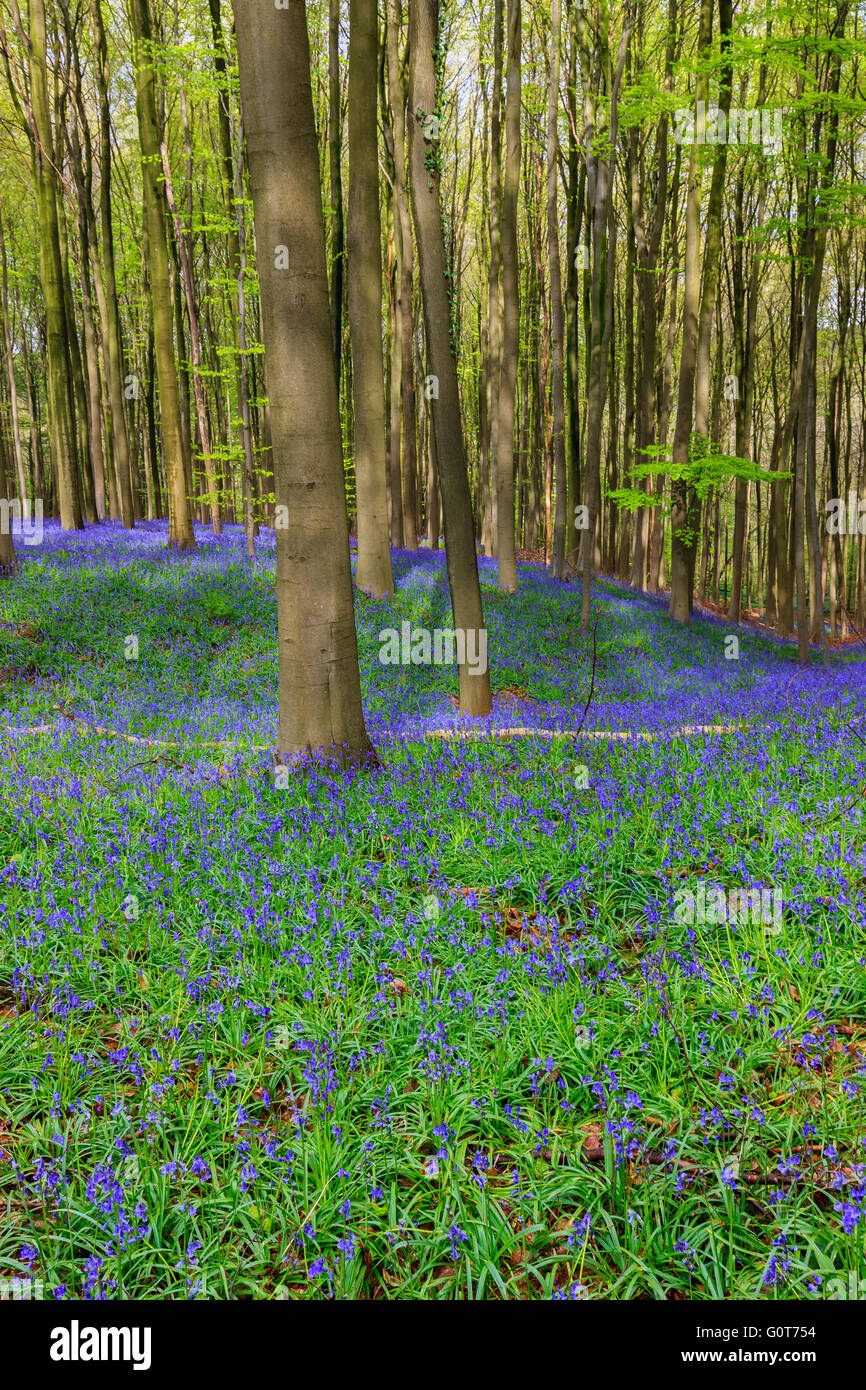 Wilden Hyazinthen in den Hallerbos in der Nähe von Halle, Belgien Stockfoto