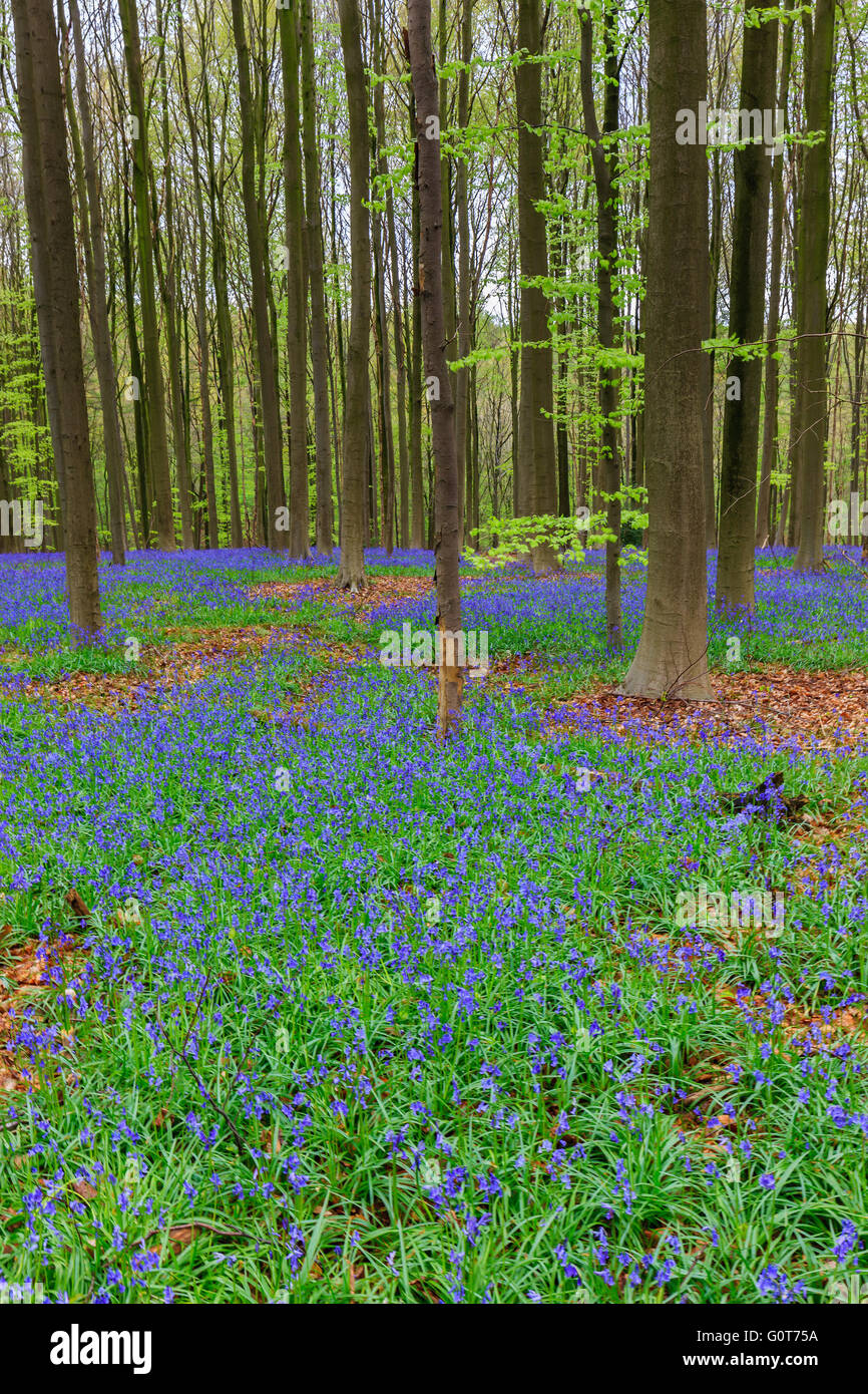 Wilden Hyazinthen in den Hallerbos in der Nähe von Halle, Belgien Stockfoto