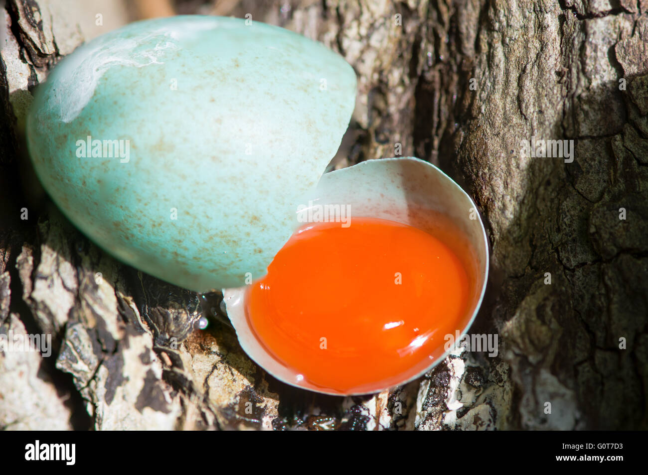 Amsel (Turdus Merula) zerbrochen Ei. Ein braun gesprenkelt blau Ei gebrochen nach einem Sturz aus dem Nest, mit leuchtend orangen Eigelb Stockfoto