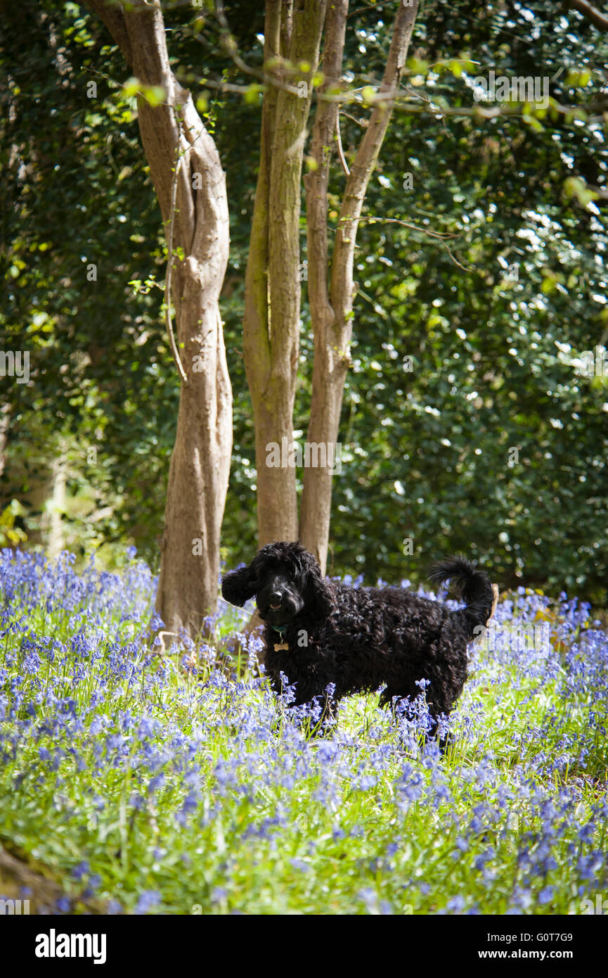 Ein junger schwarzer Cockapoo Hund auf einem Spaziergang im Wald an einem sonnigen Tag. Stockfoto