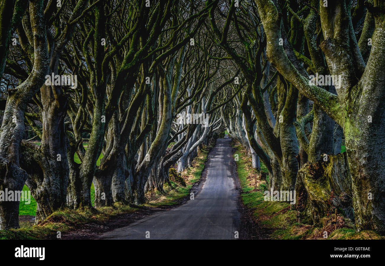 Die dunklen Hecken am Stranocum, Standort für eine Reihe von Szenen in Game of Thrones. Stockfoto