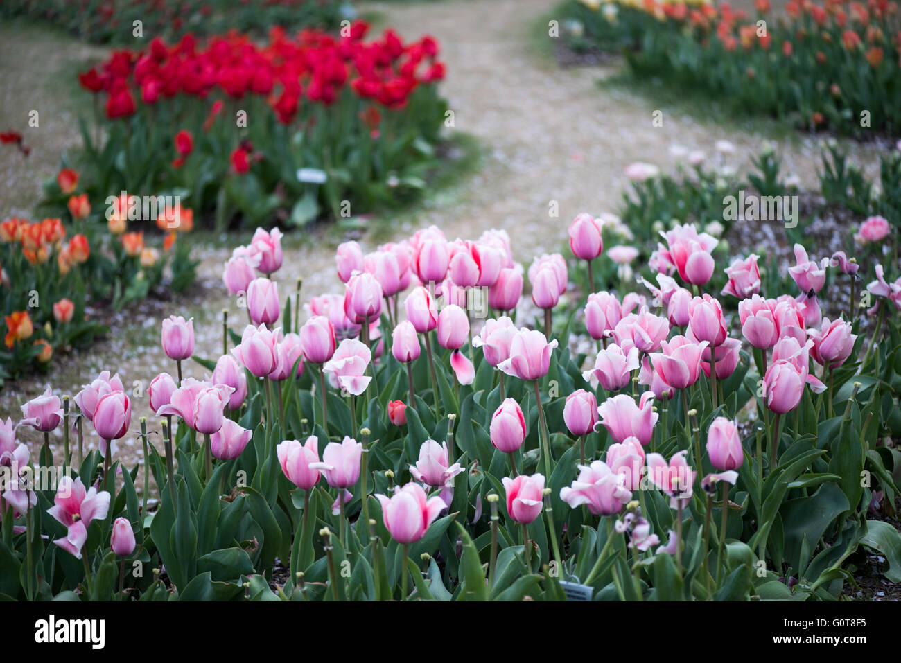 WASHINGTON, D.C., Vereinigte Staaten – In der Floral Library in der Nähe des Tidal Basin in Washington, D.C. erstrahlt eine bunte Auswahl an Tulpen in voller Blüte. Dieser saisonale Garten, der vom National Park Service gepflegt wird, bietet eine bunte Auswahl an Frühlingsblumen, die zu den berühmten Attraktionen der Stadt mit Kirschblüten beitragen. Stockfoto