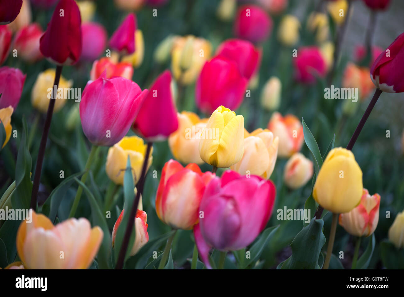 WASHINGTON, D.C., Vereinigte Staaten – In der Floral Library in der Nähe des Tidal Basin in Washington, D.C. erstrahlt eine bunte Auswahl an Tulpen in voller Blüte. Dieser saisonale Garten, der vom National Park Service gepflegt wird, bietet eine bunte Auswahl an Frühlingsblumen, die zu den berühmten Attraktionen der Stadt mit Kirschblüten beitragen. Stockfoto