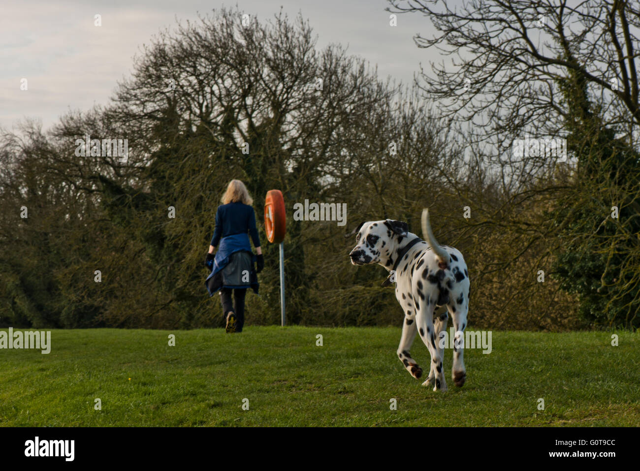 Reportageaufnahme eine Dogwalker und ihren dalmatinischen Rasse Hund am Marsworth Stausee, Buckinghamshire, Großbritannien Stockfoto