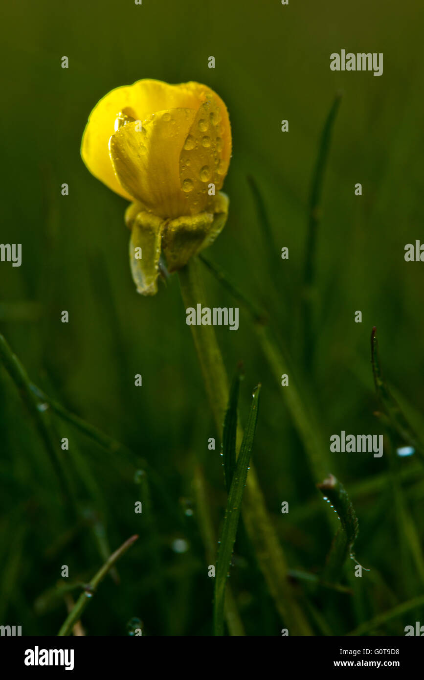 Hahnenfuß Ranunculus-Arten. Bild aufgenommen am Marsworth Stausee, Buckinghamshire, Großbritannien Stockfoto