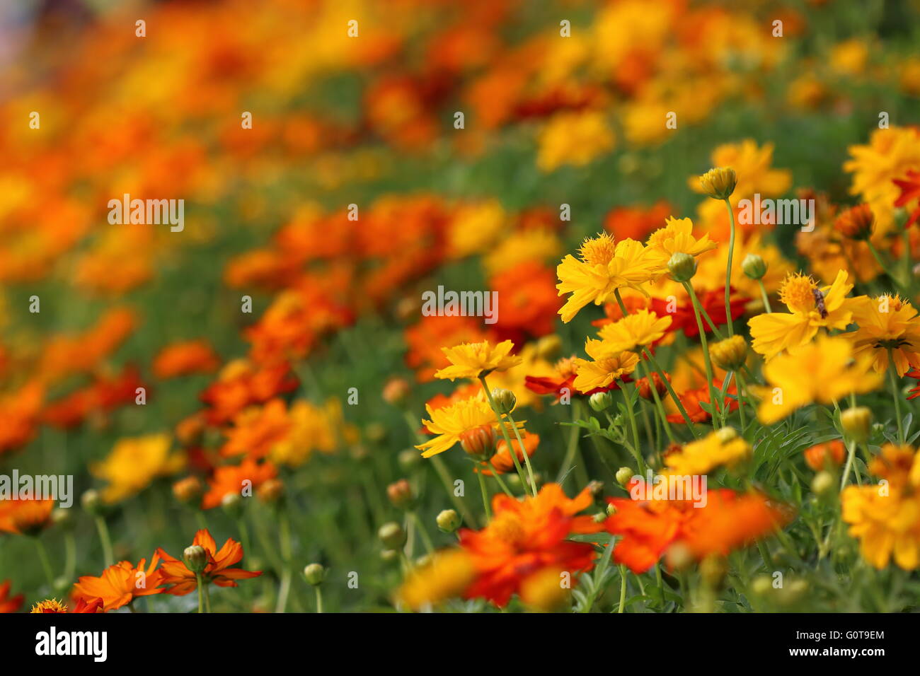 Blumenfeld gelb und orange Cosmos Sulphureus. Stockfoto