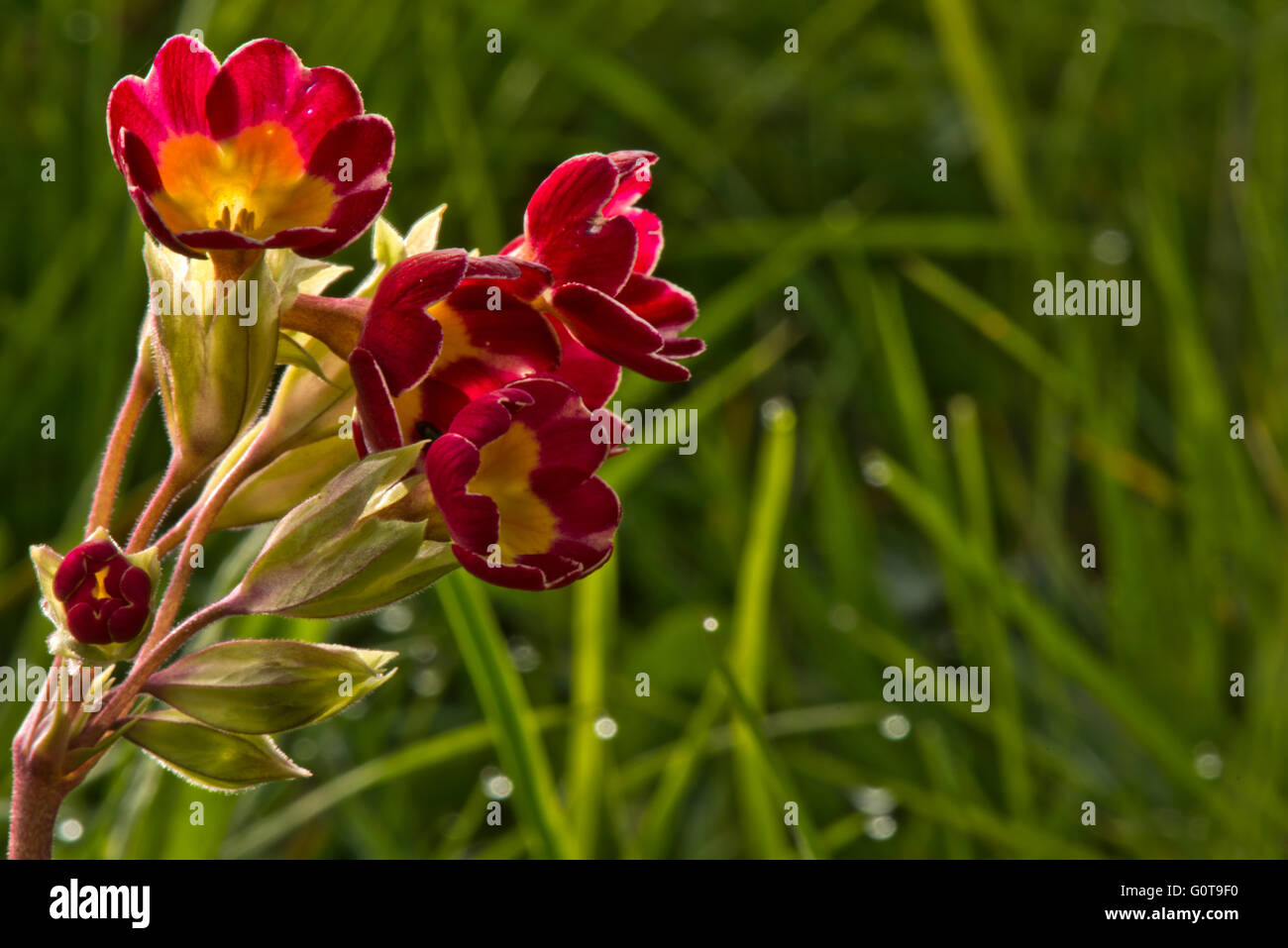 Seltene rote Schlüsselblume - Primula Veris. Bild aufgenommen am Wilstone Stausee, Hertfordshire, UK Stockfoto