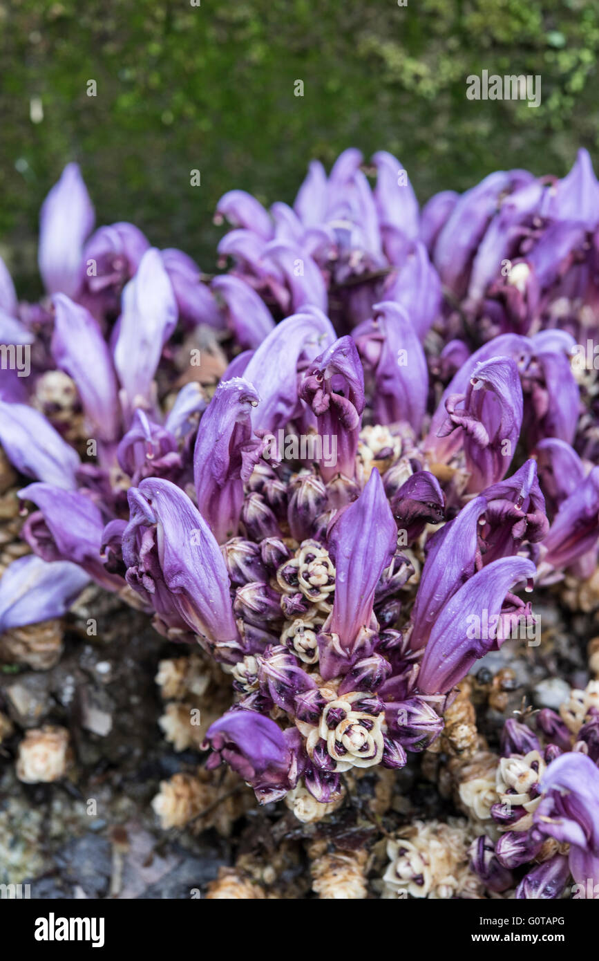 Lathraea Clandestina, lila Toothwort, wächst auf Weiden, Asturien, Spanien. April. Stockfoto