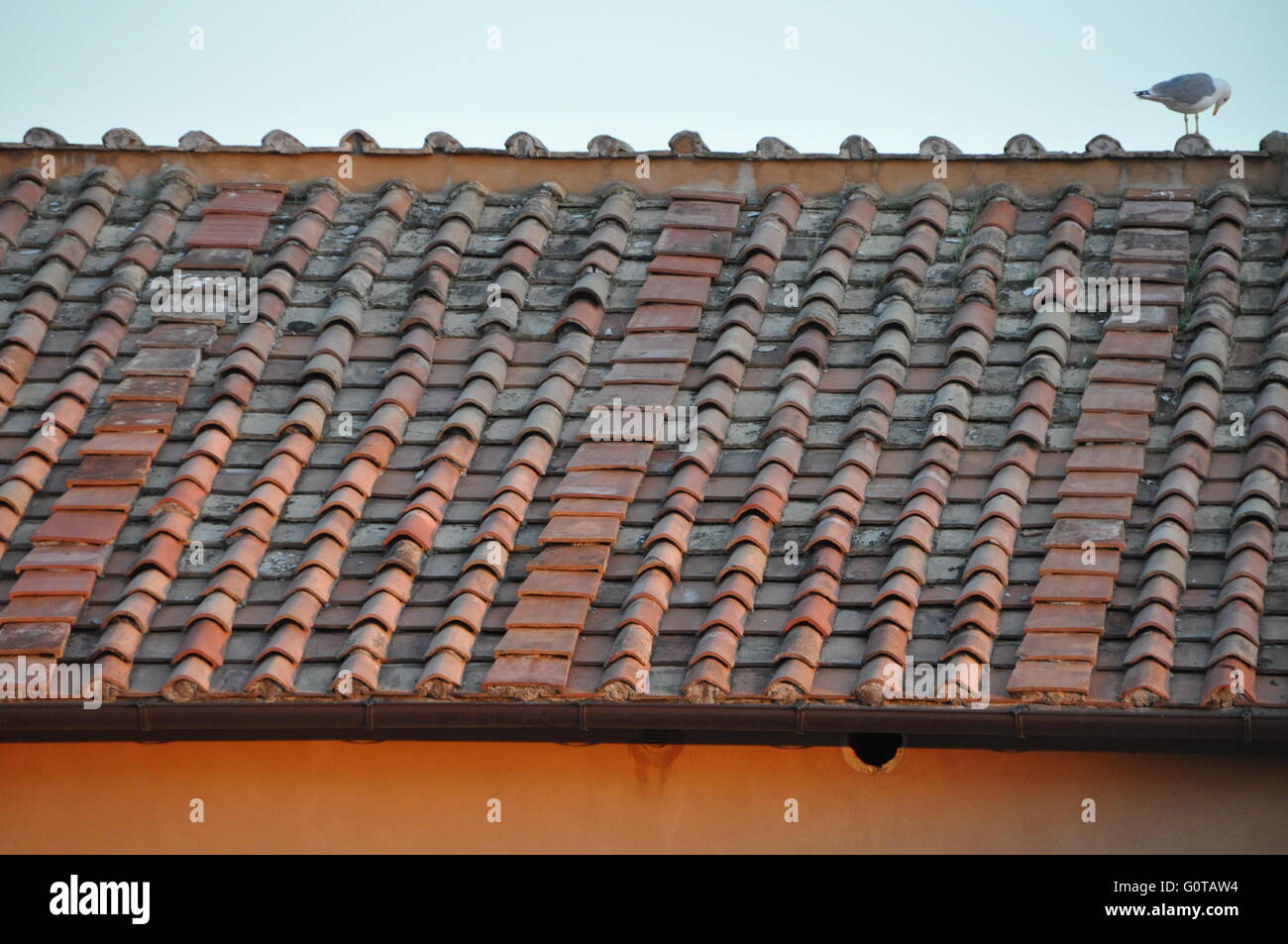 Ein Detail, das Bild einer Fliesen Terracotta Dach in Italien mit Möwe Stockfoto