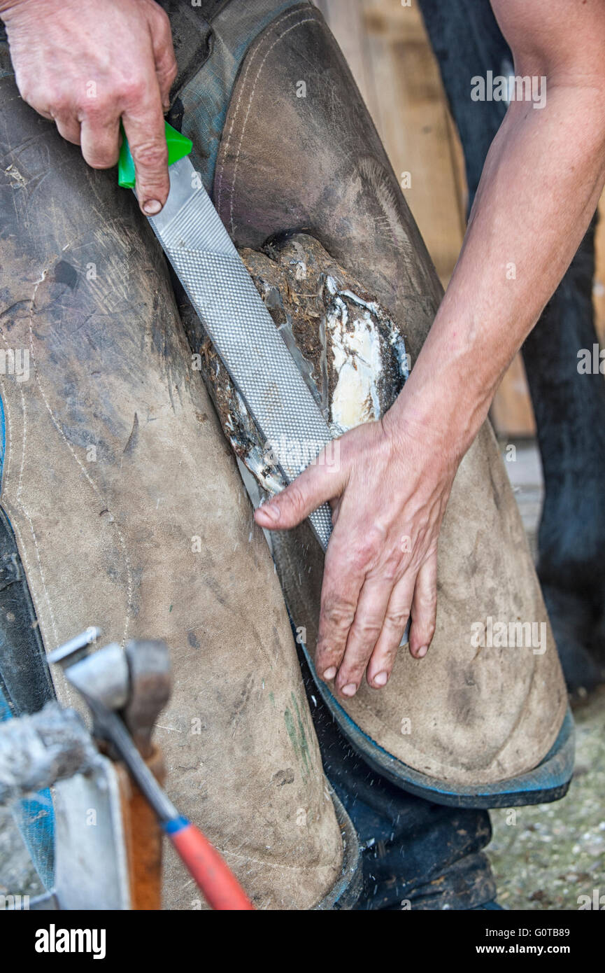 Hufschmied heiß beschlagen eines Pferdes in einem beständigen yard Stockfoto